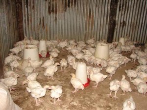 broilers in deep litter system