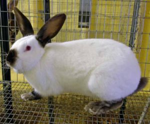 california rabbit breed