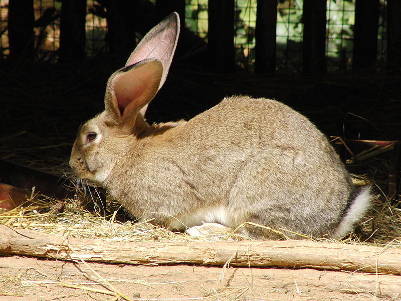 flemish giant breed