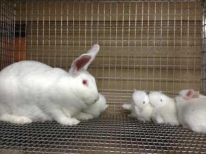 rabbit farming profit calculator