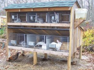 Rabbit cage or hutch