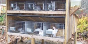 How to Build or Buy the Right Rabbit Cage