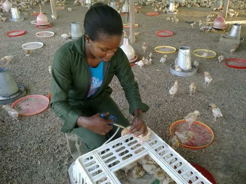 Vaccination Schedule for Broilers and Turkeys