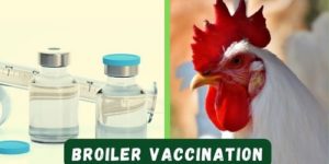 Vaccination Schedule for Broilers and Turkeys