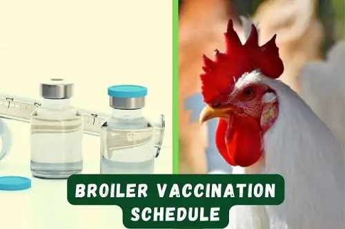 Broiler Vaccination Schedule