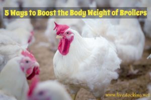How to increase the body weight of broilers