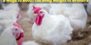 How to Increase the Body Weight of Broilers & Cockerels