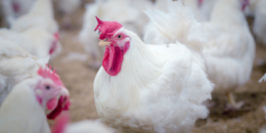 How to Increase the Body Weight of Broiler Chickens