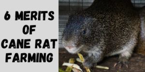 6 Merits of Grasscutter / Cane Rat Farming