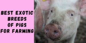 7 Best Pig Breeds for Commercial Pig Farming