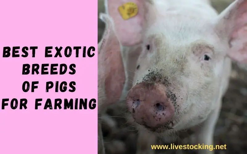 Best Exotic Pig Breeds for Farming
