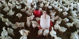 Broiler Finisher Feed Formula