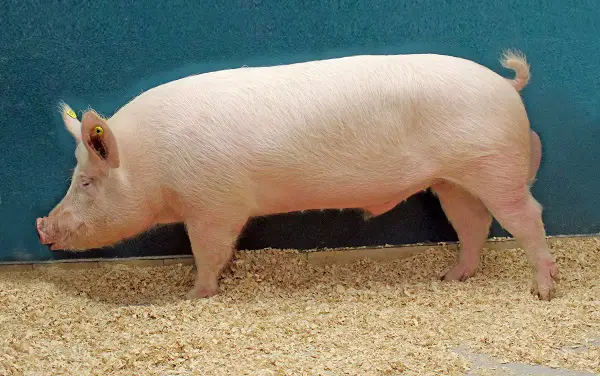 Camborough Pig