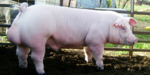 7 Best Pig Breeds for Commercial Pig Farming