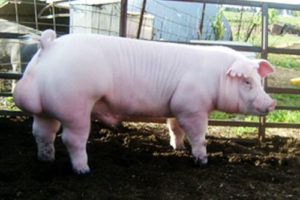 Chester White Pig