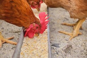 Chicken grower feed formula