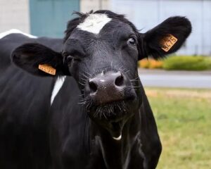 Ear tagging cattle