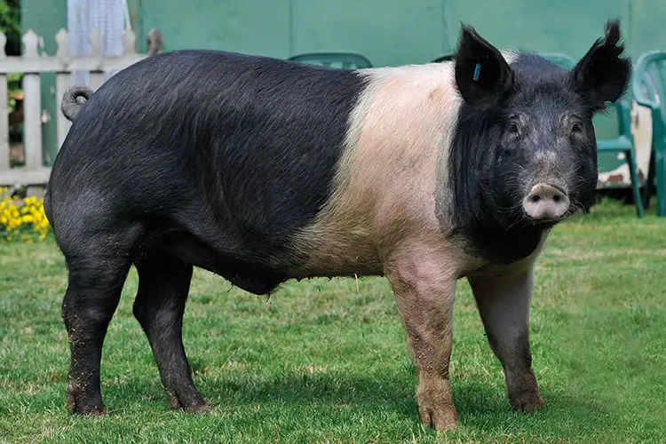 Hampshire pig breed