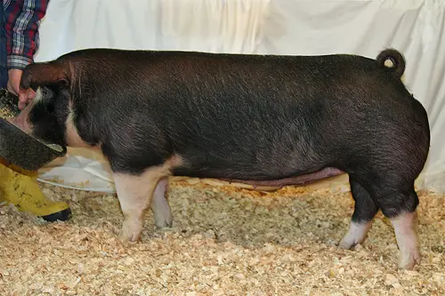 Poland China Pig
