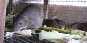 Feed Formula for Grasscutter (Cane Rat)