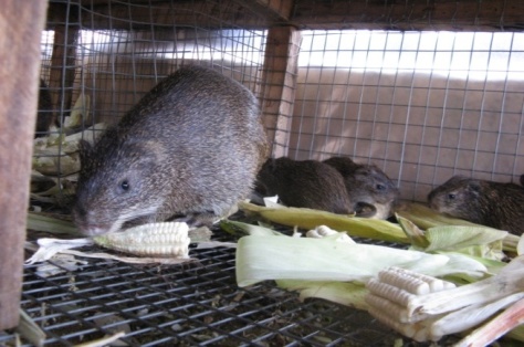 cane rat farming in west africa