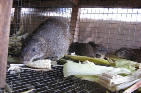 6 Merits of Grasscutter / Cane Rat Farming - Livestocking