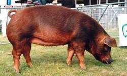 duroc pig breed