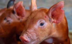 ear notching in pigs