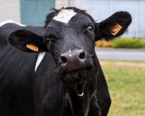 ear tagging cattle