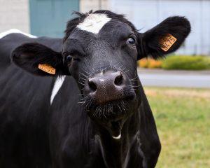 7 Best Methods or Systems of Identifying Farm Animals - Livestocking