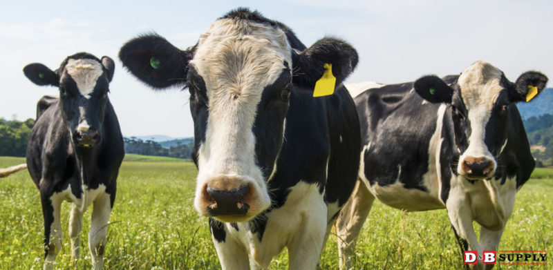 ear tagging in livestock animals