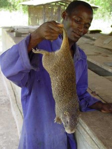 Grasscutter and cane rat farming in nigeria
