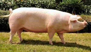 landrace pig breed