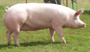 large white pig breed