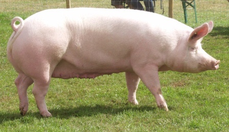 Large White (Yorkshire) class pig