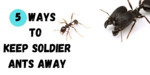 5 Effective Ways to Keep Soldier Ants Away