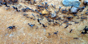5 Effective Ways to Keep Soldier Ants Away