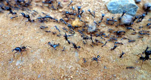 Soldier ants