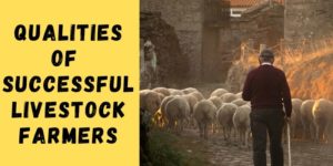 7 Qualities of Successful Livestock Farmers