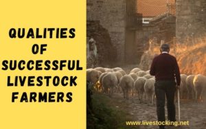 Qualities of Successful Livestock Farmers