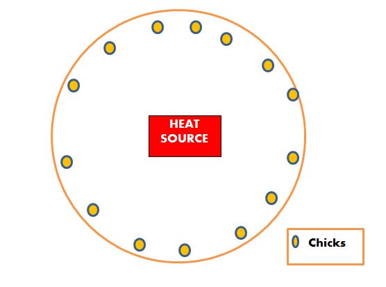 High Heat in Brooder House