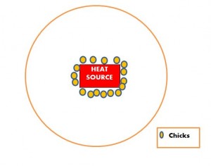 low Heat in Brooder House