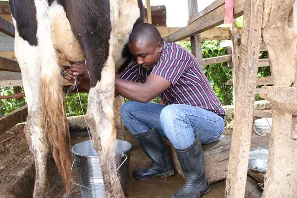 Qualities of Successful Livestock Farmers
