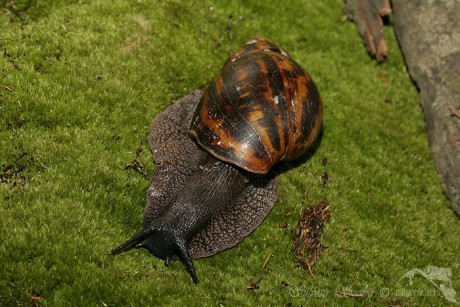 Achatina achatina