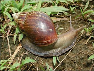 Achatina fulica