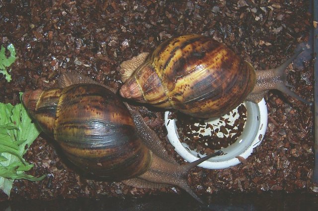 Achatina marginata