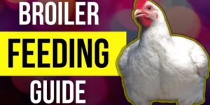 [PDF] Broiler Feeding Guide, Growth & Weight Chart