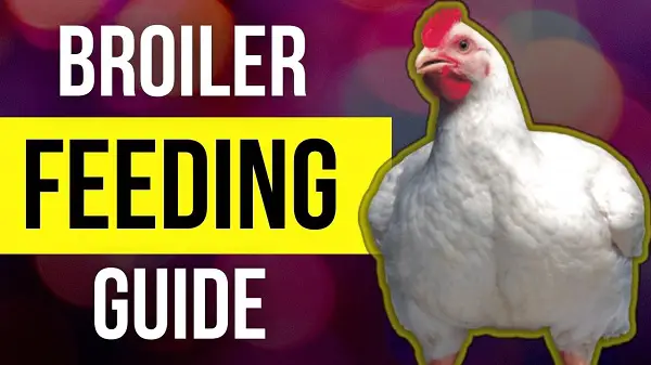 Broiler Feed Guide and Weight Chart