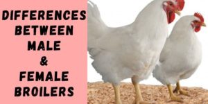 The Differences between Male and Female Broilers