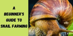 A Beginner’s Guide to Snail Farming + eBook